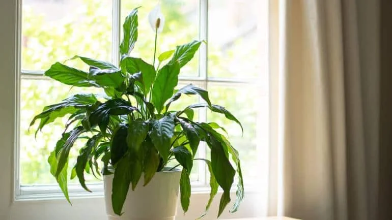 Peace lily: Peace lilies thrive in indirect sunlight and help improve indoor air quality by removing toxins like formaldehyde and benzene from the air. These plants also produce beautiful white blooms during the summer, adding aesthetic value to your home (Image: Canva)