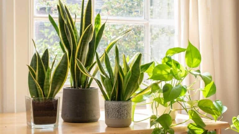 Snake plant: Snake plants, also called Sansevieria, are known for their resilience and ability to tolerate various light conditions. They can help purify indoor air by removing toxins such as formaldehyde, xylene, and toluene, making your living space healthier (Image: Canva)