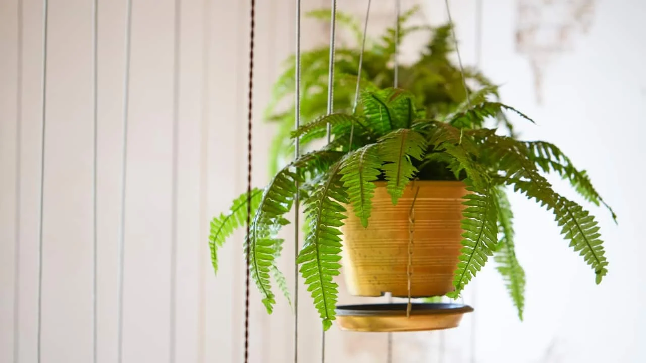 Boston fern: Boston ferns enjoy high humidity and indirect sunlight, making them perfect for summer. They can effectively remove common indoor air pollutants like formaldehyde and xylene, contributing to improved air quality (Image: Canva)