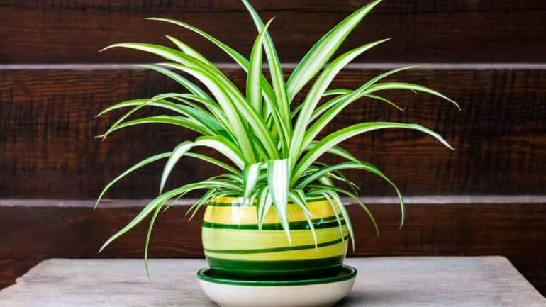 Spider plant: Spider plants thrive in bright, indirect light and grow well in summer. They are known for their ability to purify air by removing harmful pollutants such as formaldehyde and xylene (Image: Canva)