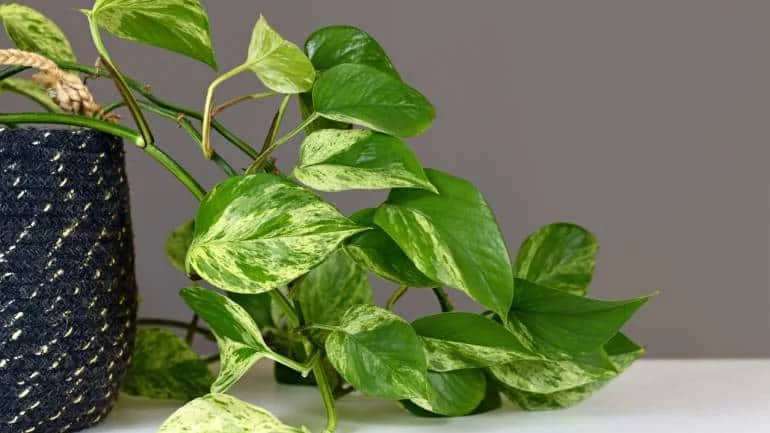 Pothos: Also called Devil’s ivy, Pothos is a hardy plant that can thrive in a variety of light conditions, making it perfect for summer. It can also help improve indoor air quality by filtering out pollutants like formaldehyde, benzene, and xylene (Image: Canva)