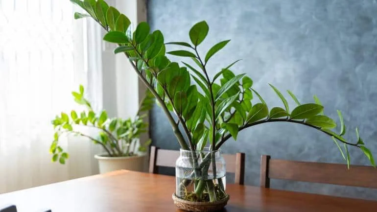 ZZ Plant: ZZ plants are incredibly low-maintenance and can handle various light conditions, including low light. They have air-purifying properties and can help remove toxins from the air (Image: Canva)