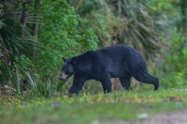 A black bear ambles through the Rainey Pasture property conservation easement, which is part of the Florida Wildlife Corridor south of Gainesville. (Photo by Lauren Yoho / Wildpath, @leyoho and @wildpath)