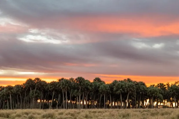 The Syfrett Ranch property, part of the Florida Wildlife Corridor north of Lake Okeechobee. (Photo by Drew McDougall / Wildpath, @drew_mcdougall and @wildpath)