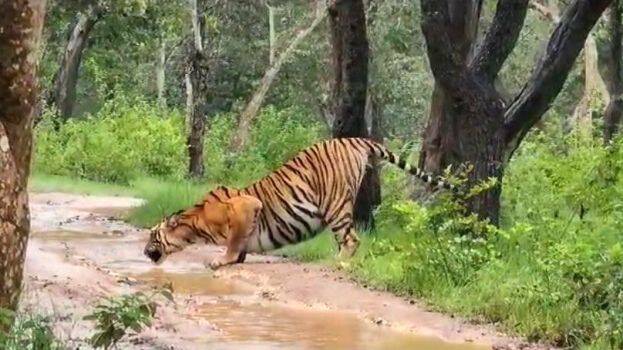 Wildlife water crisis: Forest Department’s efforts stalled, animals suffer amid drying water bodies