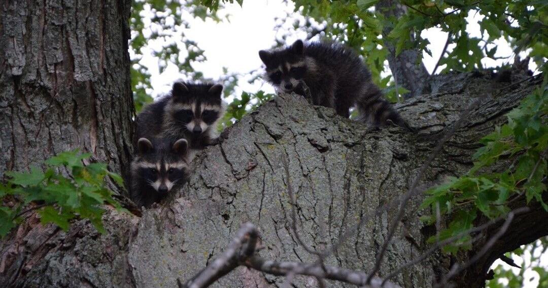 Keep Wildlife Wild: Know What To Do If You Encounter Baby Wild Animals This Spring