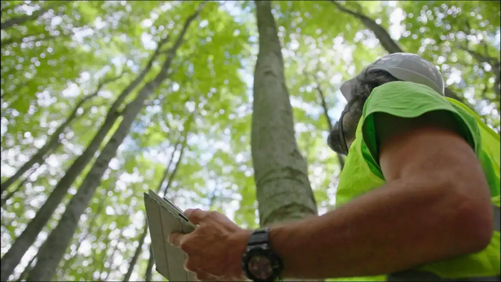 Forester examines trees