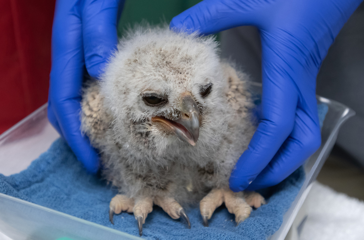 WSU expecting record number of injured and orphaned wildlife