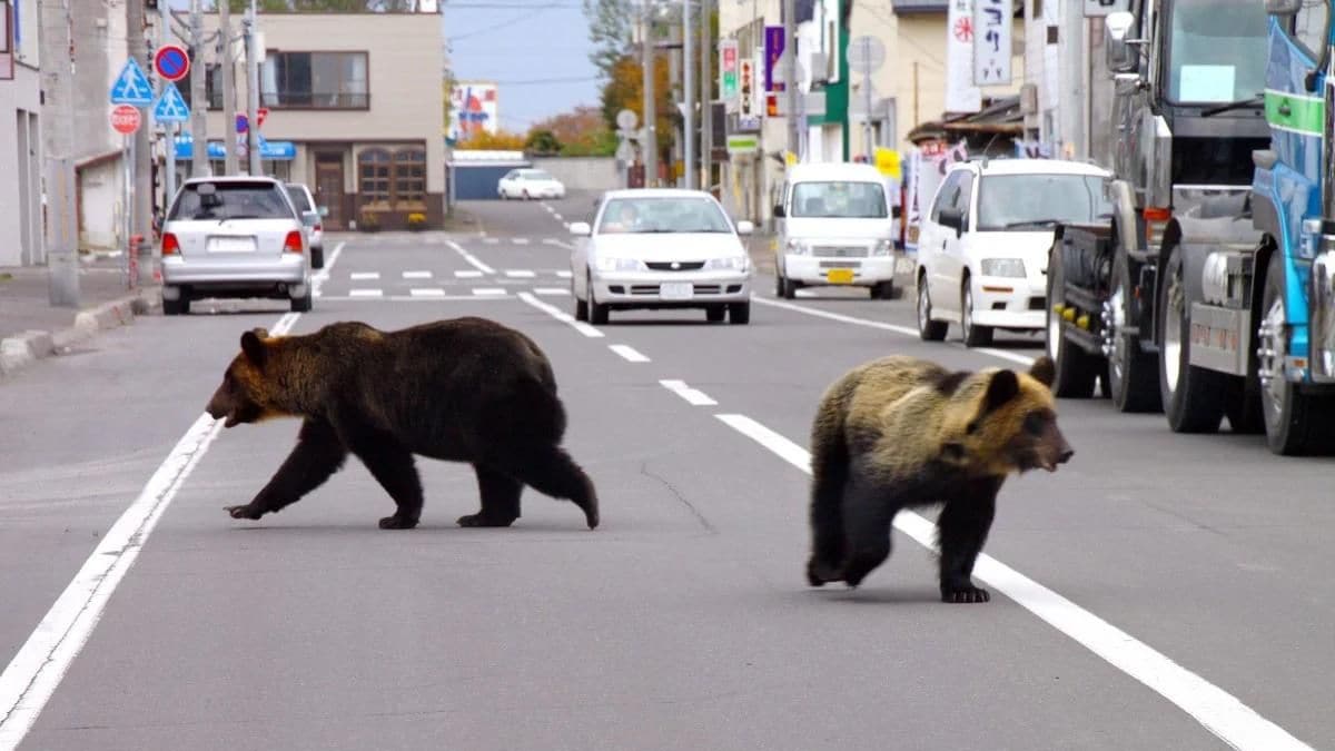 Japan’s rising bear attacks: Can AI come to its rescue?