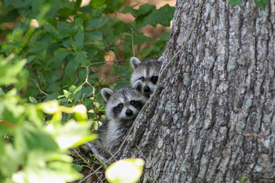 Spring’s arrival means emergence of young wildlife, how you can protect the animals, and yourself