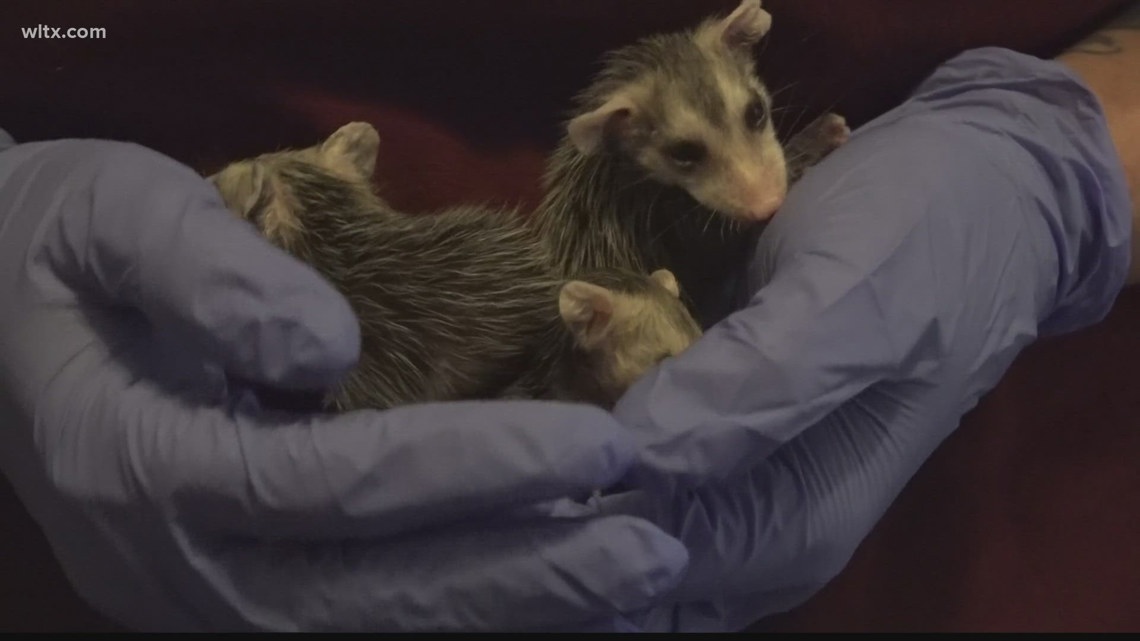 Wildlife rescuers react to video of teens killing opossum