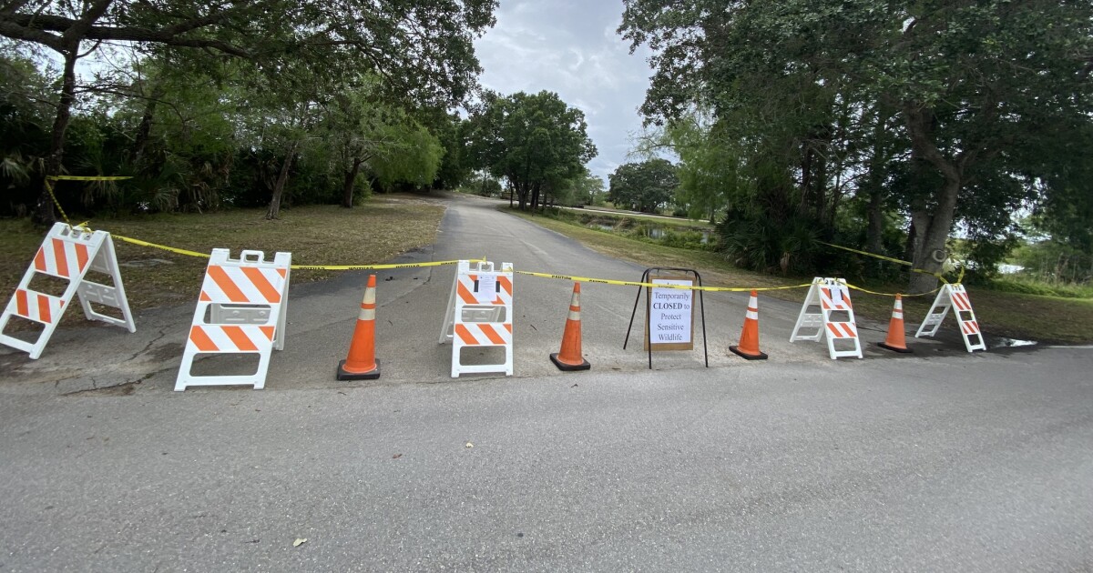 Well-fed alligator leads to partial closure of Arthur R. Marshall Loxahatchee National Wildlife Refuge