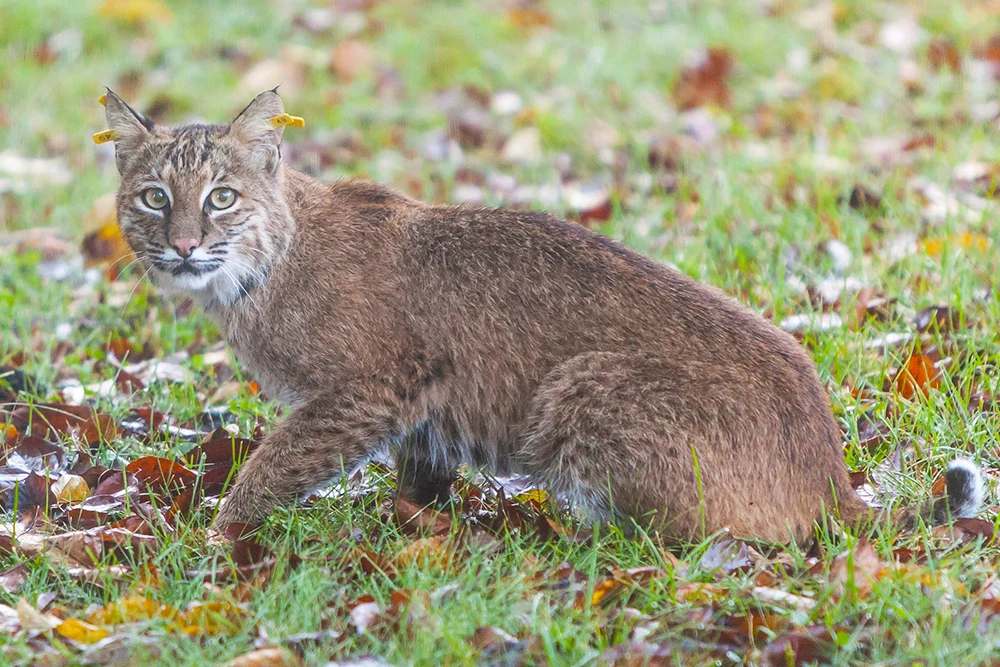 Bobcat