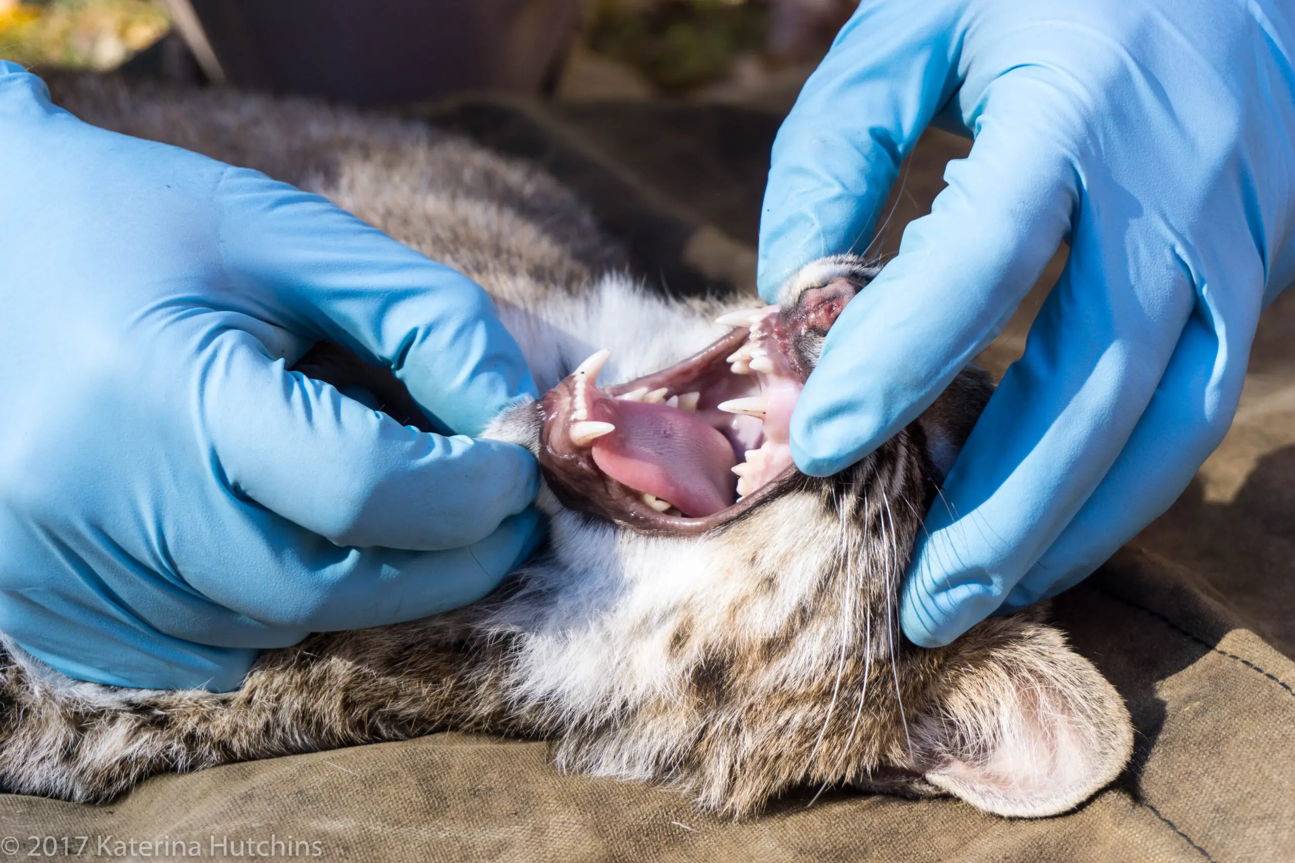 Bobcat Teeth