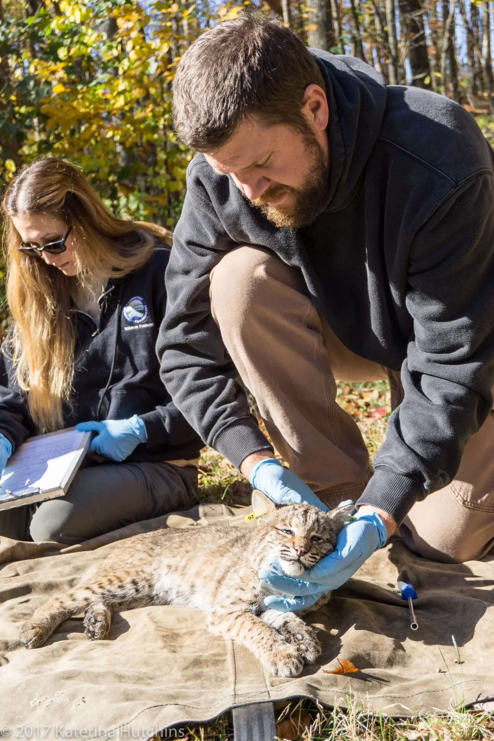 Bobcat Measurements