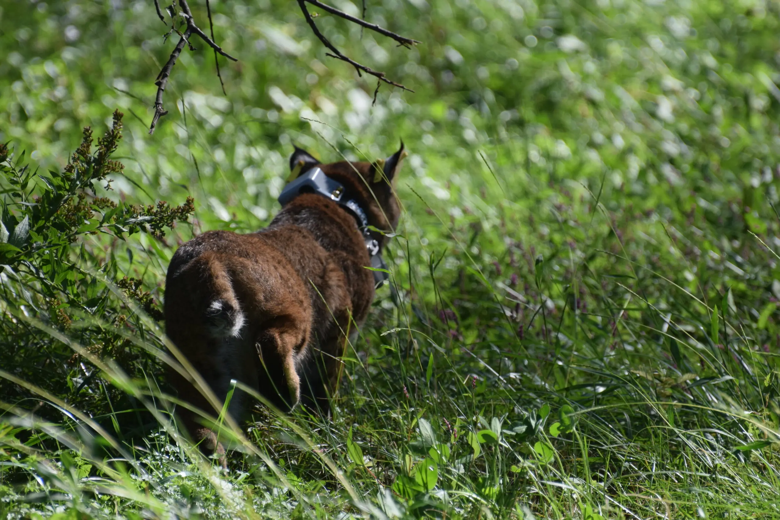 Bobcat with GPS Collar 