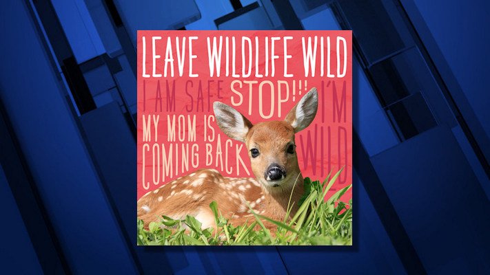 Give wildlife a chance: ODFW says it’s best to leave young wild animals where you found them