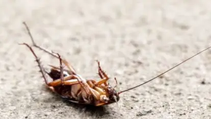 Dead cockroach found in the plate of a person eating food in a dhaba Ghumarwin