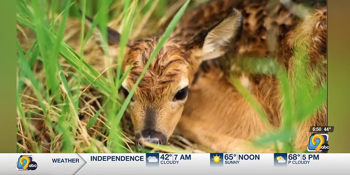 Iowa DNR warns against rescuing baby animals this spring