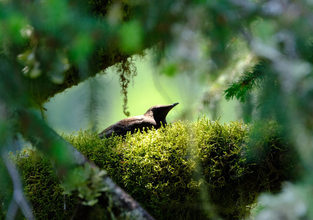 OSU researchers using artificial intelligence to help study threatened coastal seabirds