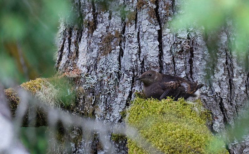 AI takes wing: Artificial intelligence enhances monitoring of threatened marbled murrelet