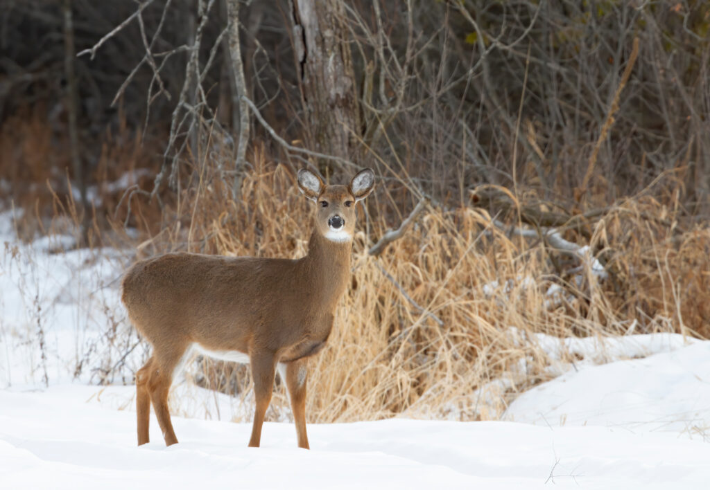 The Push to Humanize Wildlife