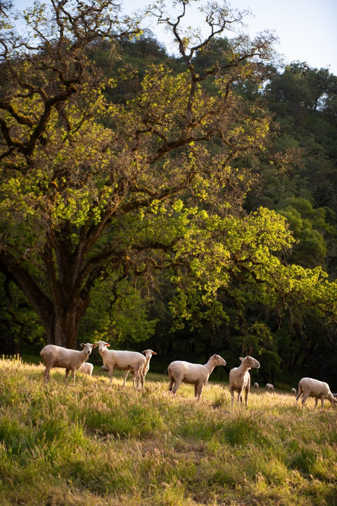 Blooms & Scholars: Celebrate Science, Education, and Nature at UC Hopland’s Annual Fundraiser!