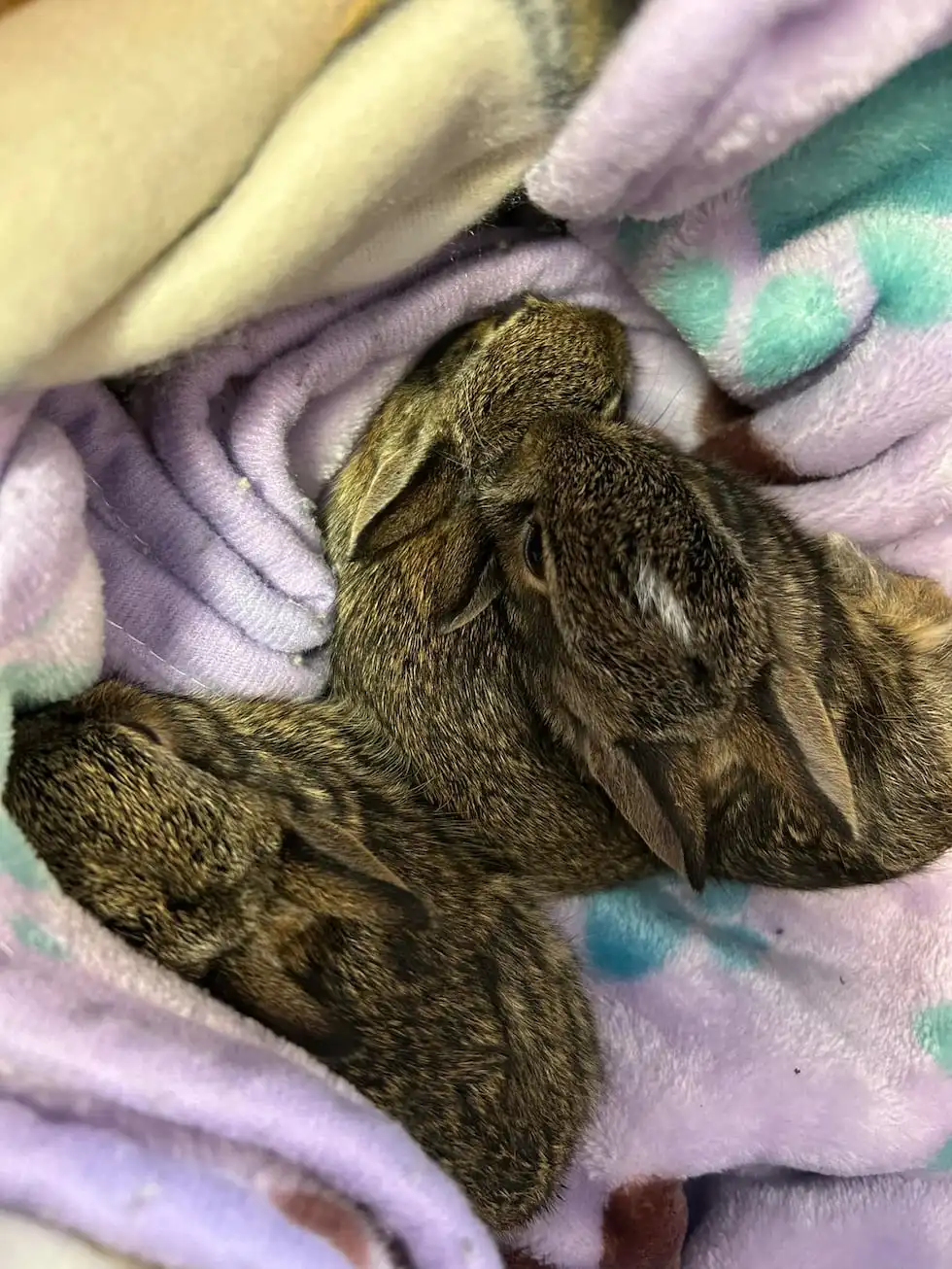 Baby eastern cottontails were dropped off at Wallingford Animal Control on May 4.