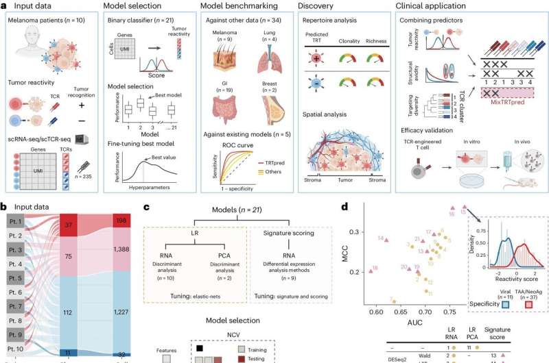 AI predicts tumor-killing cells with high accuracy, study shows