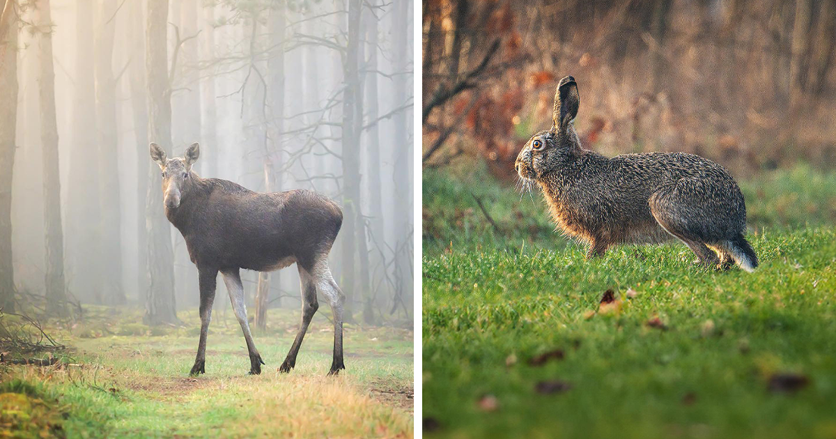 25 Captivating Photographs Of Animals In Their Natural Habitat By Alex Ugalek