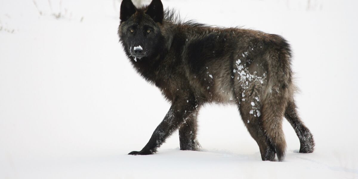 Alleged wolf torture case shines light on the complexities of Wyoming animal cruelty laws