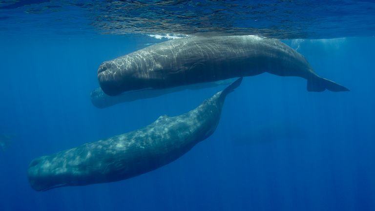 Sperm whale ‘phonetic alphabet’ discovered