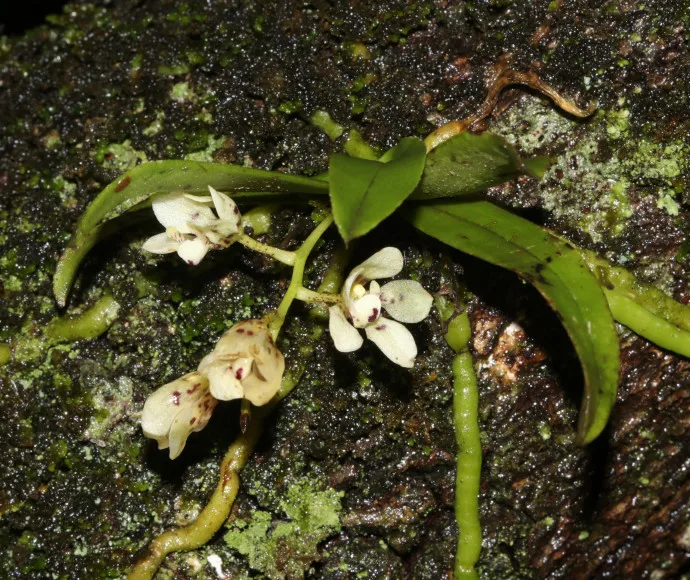 Blotched sarcochilus (Sarcochilus weinthalii)