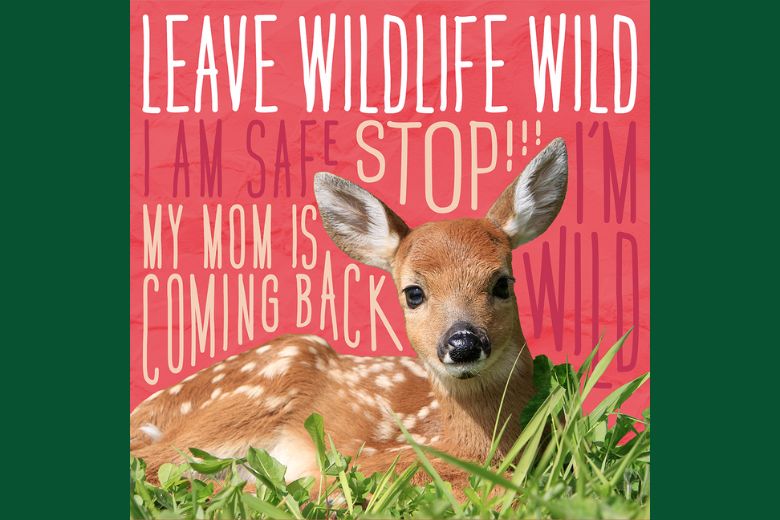 Give wildlife a chance: leave young wild animals where you found them