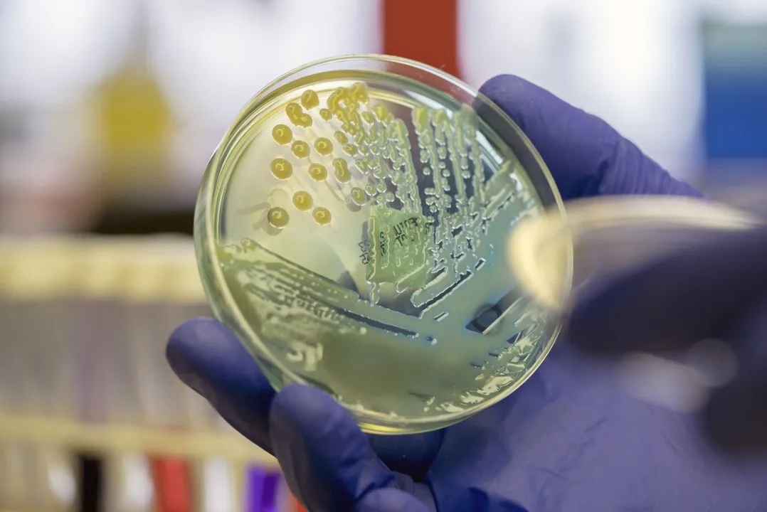 Joanna Sadler and her colleagues have engineered E. coli to convert PET plastic into vanillin