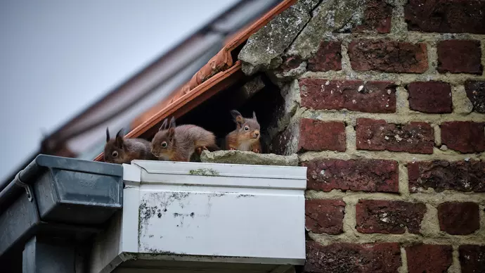 Exploring Urban Wildlife Acceptance: Study Identifies Areas Where Wildlife Thrives