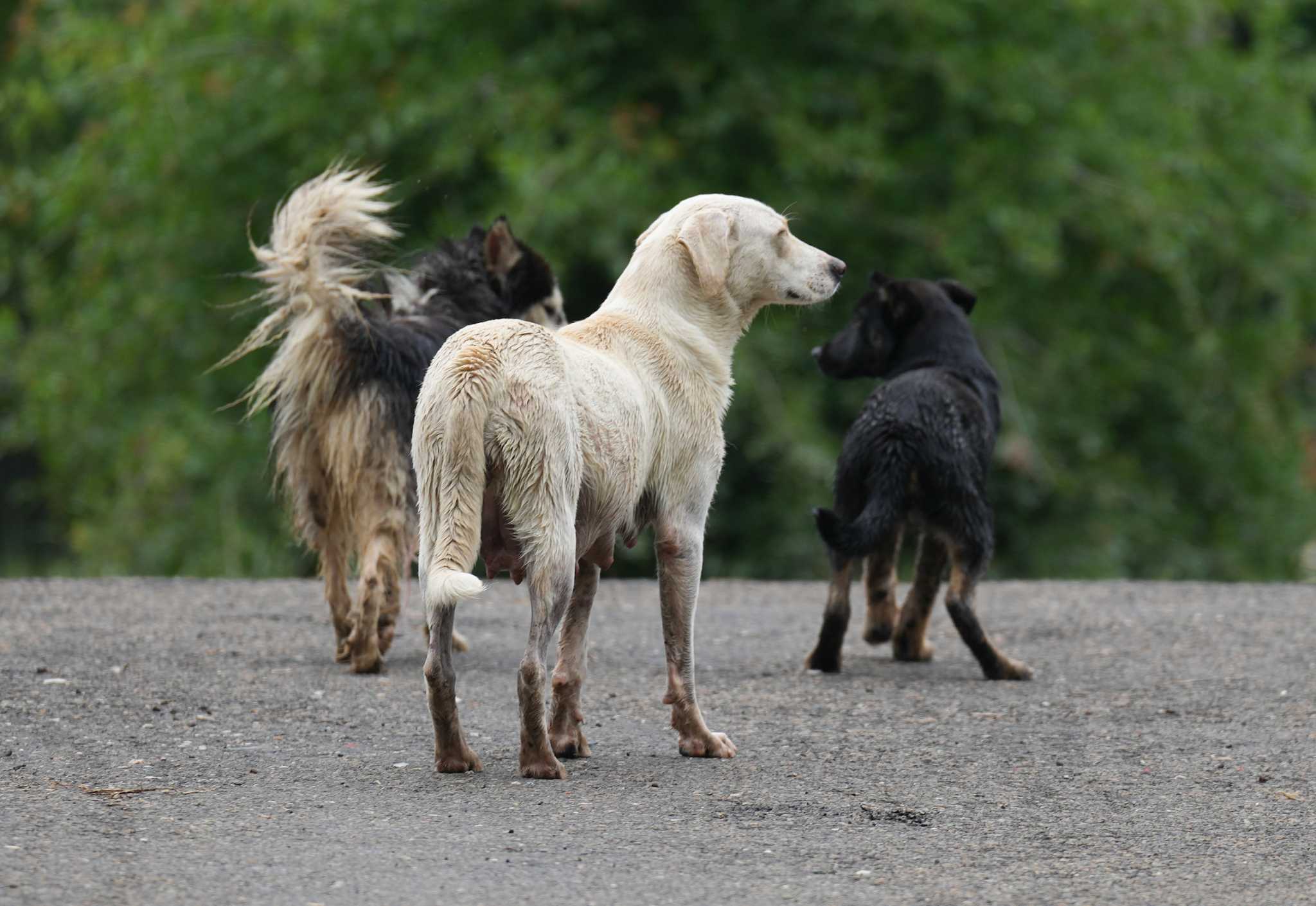 Leave flood-displaced critters alone, Texas wildlife experts say