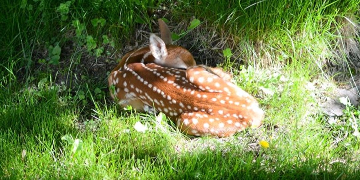 Vt. Fish and Wildlife warns to leave fawns alone