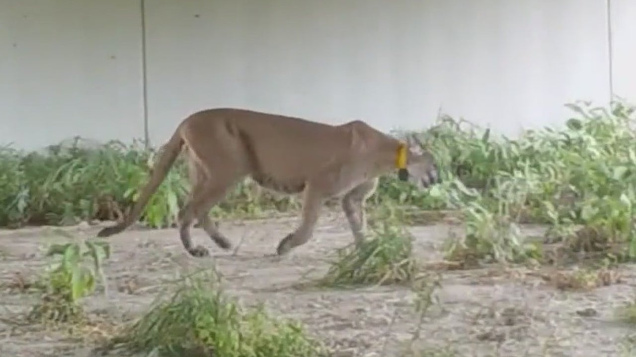 Here’s how Florida wildlife crossings increase animal, human safety