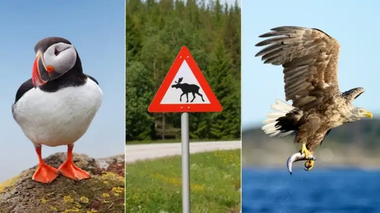 Norway wildlife compilation of puffin, moose road sign, and sea eagle.