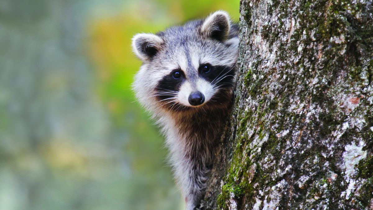 Experts warn to keep an eye out for wildlife due to displacement after floods