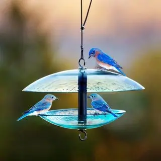 Dareck Glass Hanging Decorative Bird Feeder