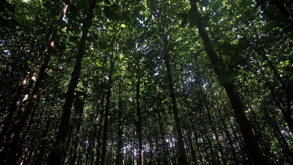 Forest conservation, management in India advanced over last 15 years: India informs UNFF