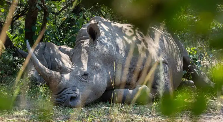 A mother rhino and her calf are sleeping in the shade at the Ziwa Rhine and Wildlife Ranch in Uganda.