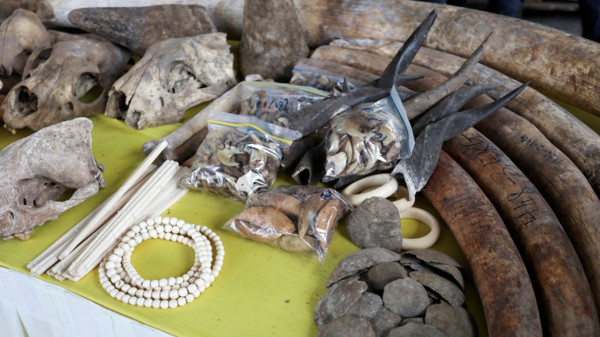 UN report: Illegal wildlife trafficking is stubbornly prevalent