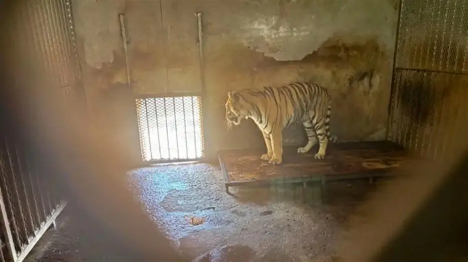 Authorities investigate Fuyang Wildlife Park after animal deaths report