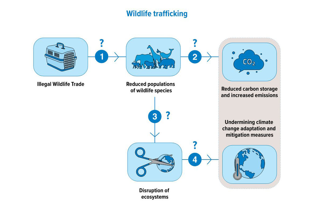 ‘Untold harm to nature’ from wildlife trafficking, warns UN crime agency