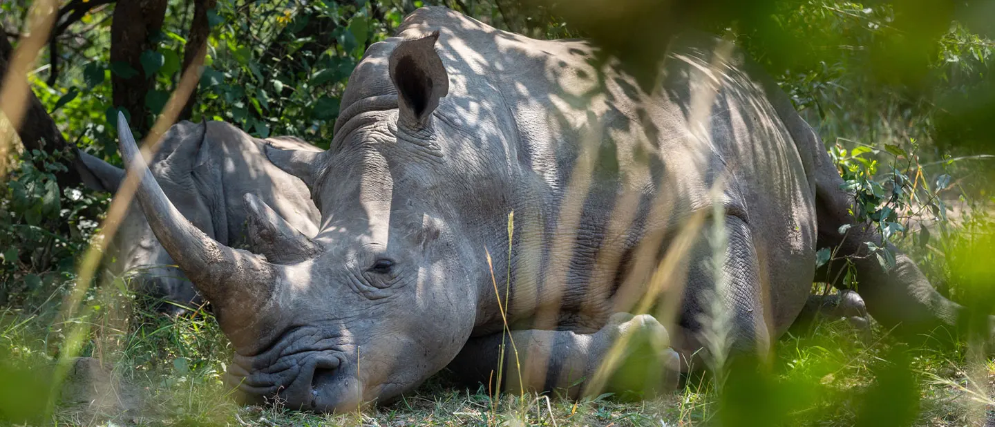 A mother rhino and her calf are sleeping in the shade at the Ziwa Rhine and Wildlife Ranch in Uganda. A mother rhino and her calf are sleeping in the shade at the Ziwa Rhine and Wildlife Ranch in Uganda.