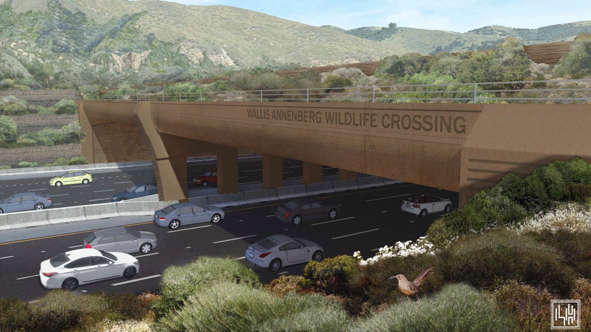 Early adopter alert: An animal was seen ‘trying out’ the under-construction Wildlife Crossing