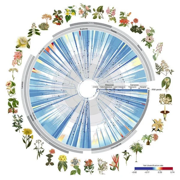 A large circular graph with flower portraits representing different types of flowers on its outer edge.